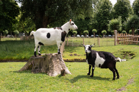 Two piebald goats in scenic pasture with stump and trees.の写真素材