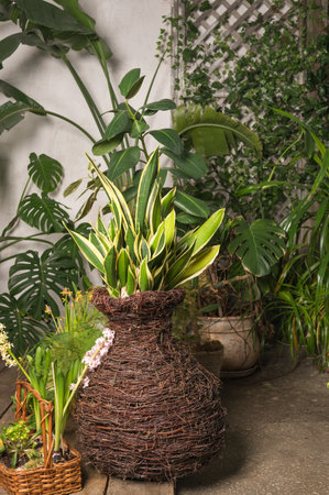 Lush indoor garden with snake plant in large wicker vase and various green foliage.の写真素材