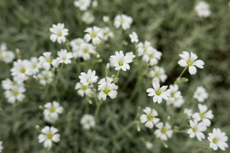 Close-up of blooming white flowers in lush green garden.の写真素材