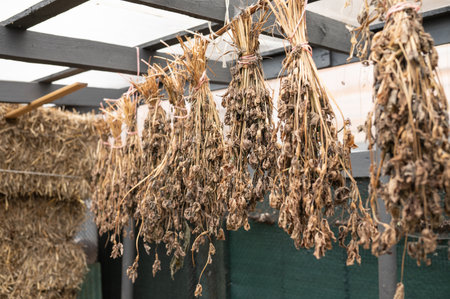 Dried plant bundles hanging in rustic outdoor shed structure.の写真素材
