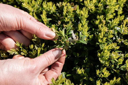 Adult hands observing green boxwood shrub affected by box tree caterpillar outdoors.の写真素材