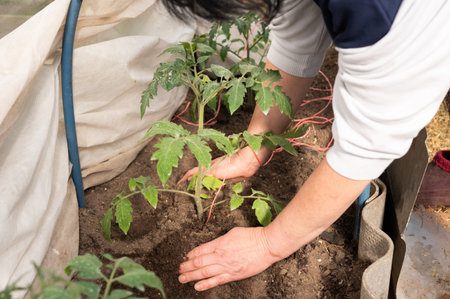 Female gardener planting tomato seedlings in greenhouse.の写真素材