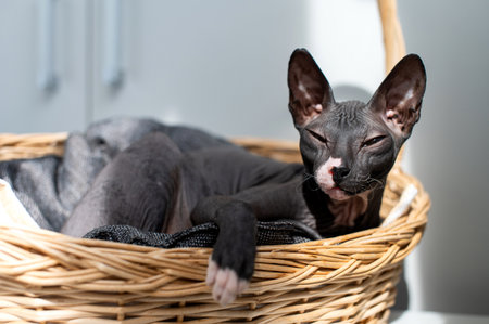A hairless Sphynx cat sleeps peacefully in the comfort of a woven basket, showcasing the breed's unique beauty and tranquil demeanorの写真素材