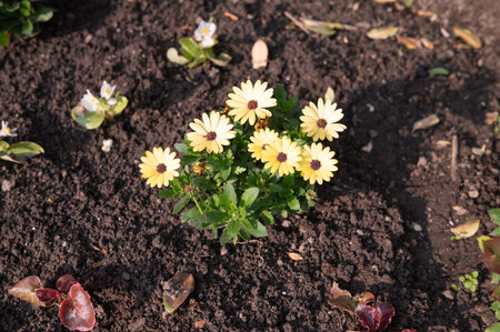 Yellow daisies blooming in garden soil under sunlight.の写真素材