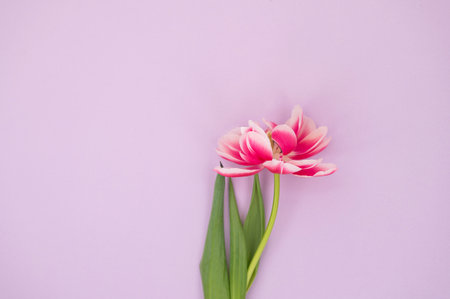 Pink tulips on pastel purple background: elegant floral beauty.の写真素材