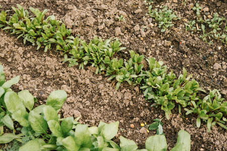 Fresh green spinach growing in rows in a garden.の写真素材