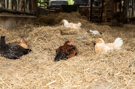 Chickens resting on hay inside a rustic barn.の写真素材