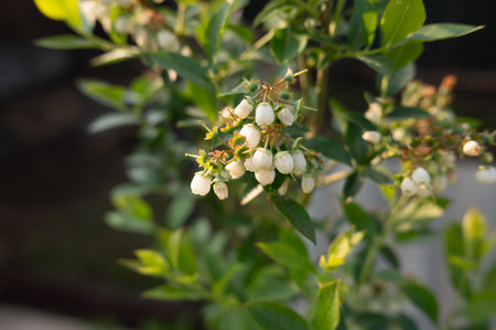 Sunlit white blueberry blossoms on lush green shrub.の写真素材