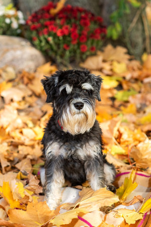 Adorable schnauzer puppy in autumn leaves with vibrant chrysanthemums.の写真素材