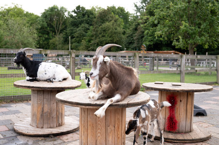 Goats relaxing on wooden spools in an outdoor animal farm setting.の写真素材