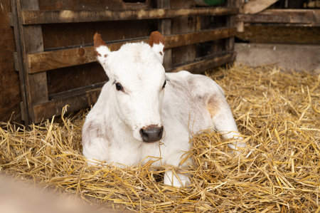 Adorable white calf resting in straw inside cozy barn environment.の写真素材