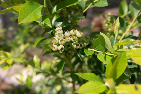 Unripe green blueberries on bush in sunlit garden.の写真素材