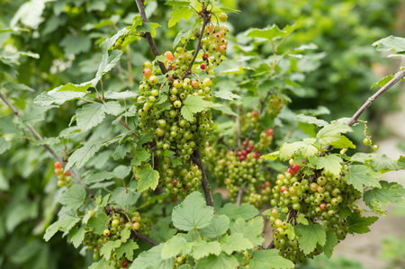 Green currant berries growing on bush in lush garden setting.の写真素材