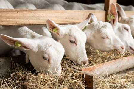 White goats eating hay in barn stall.の写真素材