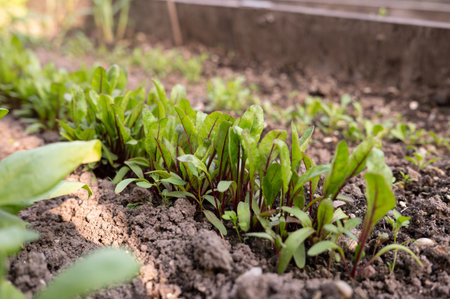Fresh green seedlings growing in a vegetable garden bed in springtime.の写真素材