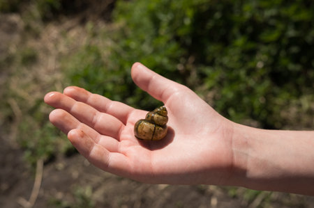 Hand holding snail shell in nature setting outdoors.