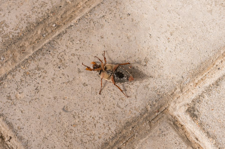 Close-up of dead beetle on concrete floor.