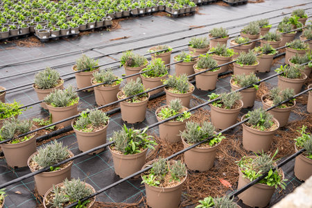 Rows of potted plants in greenhouse nursery with irrigation system.