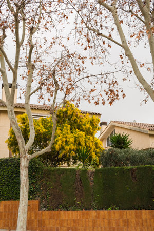Residential suburban house with yellow tree and bare trees in autumn.