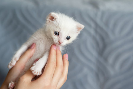 Adorable white kitten cradled by hands against soft gray background.の写真素材