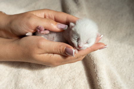 Gentle hands cradling newborn kitten on a soft blanket.の写真素材