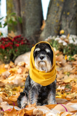 Schnauzer dog in yellow scarf amid autumn leaves in park setting.の写真素材