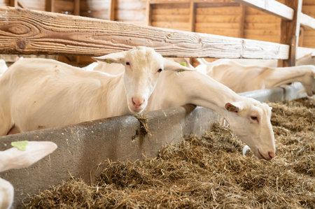 White goats feeding in barn with wooden beams and straw bedding.の写真素材