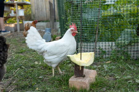 White chicken eating melon in a garden with green foliage.の写真素材