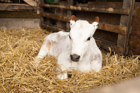 Young white calf resting on straw in barn stall.