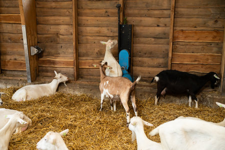 Goats in wooden barn feeding on hay and using licking brush.の写真素材