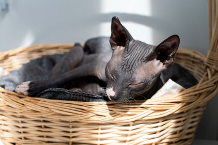 A serene Sphynx cat sleeps comfortably in a sunlit wicker basket, capturing a moment of feline tranquilityの写真素材