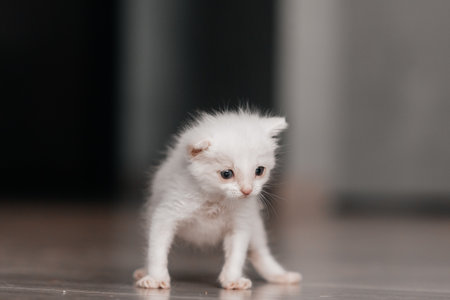 Fluffy white kitten with blue eyes exploring indoors on wooden floor.の写真素材