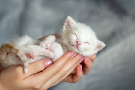 Adorable white kitten sleeping peacefully in hands.の写真素材