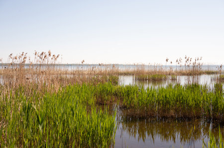 Scenic wetlands with reeds and blue sky overlooking calm lake.の写真素材