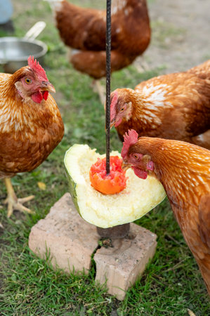 Chickens feeding on melon in farmyard setting featuring brown hens.の写真素材