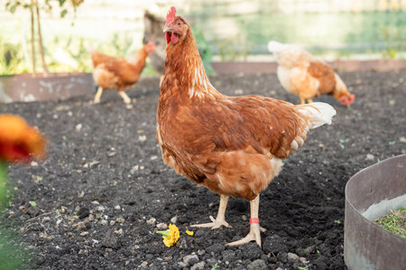 Brown hen in a farm setting with other hens in background.の写真素材
