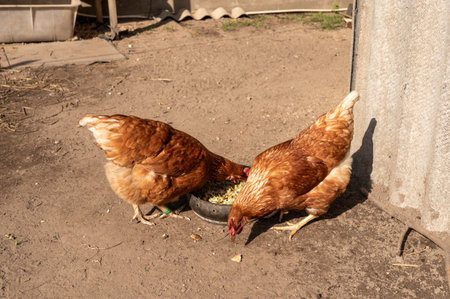 Two brown chickens eating from a bowl in a sunny outdoor farmyard setting.の写真素材