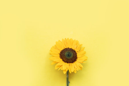 Single sunflower on bright yellow background reflecting nature's beauty.の写真素材