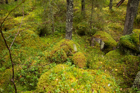 Lush green mossy forest scene with stones and trees.の写真素材