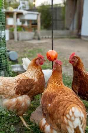 Brown and white chickens pecking at hanging red treat in outdoor enclosure.の写真素材