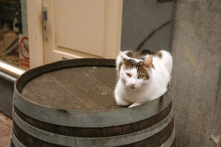 Calico cat resting on rustic wooden barrel in urban street setting.