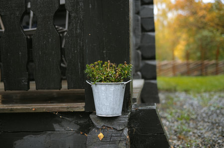 Small metal bucket with green plant on rustic wooden porch in autumn setting.の写真素材