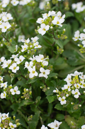 Vibrant white rock cress flowers in bloom among lush greenery.の写真素材