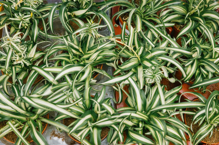 Lush green spider plants in pots with variegated leaves.の写真素材