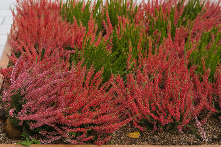 Vibrant heather garden with red and pink blooms in autumn.の写真素材
