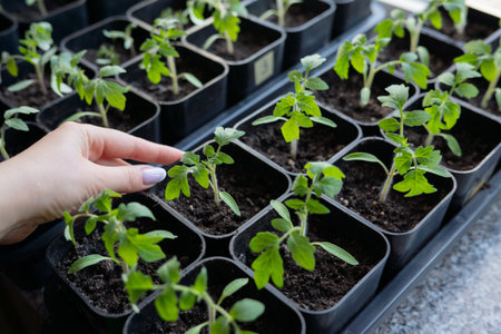 Hand tending young tomato seedlings in black pots on a sunny windowsill.の写真素材