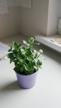 Indoor green plant in purple pot on white desk by window.の写真素材