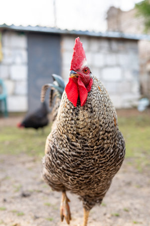 Close-up of speckled rooster in farmyard setting.の写真素材