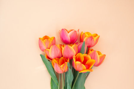 Bright orange and pink tulips against a light peach background.の写真素材