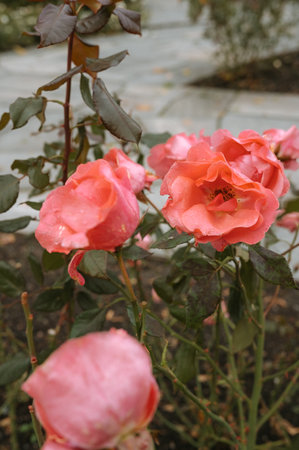 Vibrant pink roses in bloom with dew on petals in a garden setting.の写真素材
